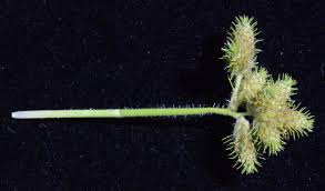 Image result for Fuirena ciliaris