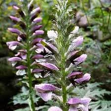 Image result for Acanthopale pubescens