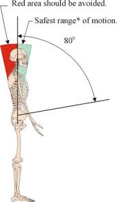 After having a bout with sciatica, i wanted to see the muscle that was causing me so much pain. The Muscle Group Primarily Responsible For Pulling The Upper Body To A Vertical Position Is Called The Erector Spinae Muscles Description F Anatomy Muscl
