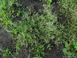 Image result for Eragrostis racemosa