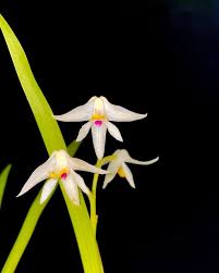 Image result for Cynorkis kassneriana