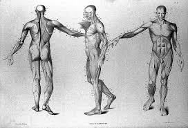 Wrist anatomy is the study of the bones, ligaments and other structures in the wrist. File Human Muscles From Anatomical Studies Of The Bones 1833 Wellcome L0011907 Jpg Wikimedia Commons