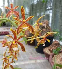 Image result for Aerangis verdickii