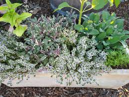 Check spelling or type a new query. Growing Herbs 101 How To Start A Kitchen Herb Garden Indoors Or Out Homestead And Chill