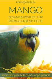 Mango Gesund Fur Papageien Sittiche Papagei Sittiche Mango