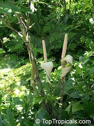 Image result for Gonatopus