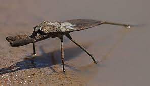 Two with its claws and one with its sting. Water Scorpion From Australia What S That Bug