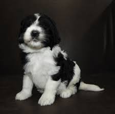 Browse the largest, most trusted source of mini goldendoodle puppies for sale. Pedro 20 Dog Gone Doodles