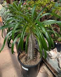 Image result for Pachycarpus eximius