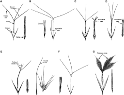 Image result for Aristida