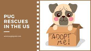 We rescue and adopt out dogs from coast to coast. Adopt Pugs Complete Us Pug Rescues List How To Choose