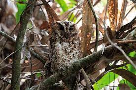The owl is known for its large orange eyes. Rare Owl With Bright Orange Eyes Seen For The First Time In More Than 125 Years At The Smithsonian Smithsonian Magazine