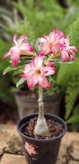 Pin De مرتضی بامداد Em Rosa Do Deserto Adenium Obesum Rosa Do Deserto Rosas Suculentas