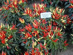 60 Ornamental Pepper Chilly Chili Live Plants Plugs Garden Home Diy Planters 108 Chili Pepper Seeds Pepper Seeds Plant Seedlings