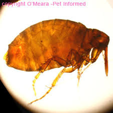 30 Ways To Naturally Prevent And Get Rid Of Fleas On Dogs 🥇 Jet Pet Resort