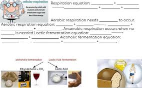 Aerobic respiration takes place in the mitochondria and requires oxygen and glucose, and produces carbon dioxide, water, and energy. Respiration In Cells Worksheet