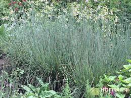 Image result for Schizachyrium brevifolium