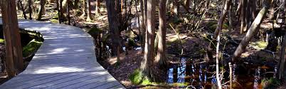 This ecosystem is a wonderful throughout the trail, there are markers listing the different plants and you will be able to hear a lot of the birds along with seeing the fauna and flora. Atlantic White Cedar Swamp Wellfleet Ma 02667 Local Trip Information