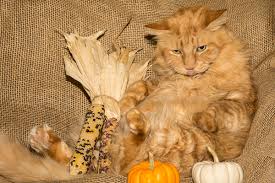 Technically, when potatoes are cooked appropriately, they are not toxic to cats and can be enjoyed safely. Ask A Vet Which Thanksgiving Foods Are Safe For Cats Catster