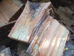 Maybe you would like to learn more about one of these? Anybody Spend Time Hunting For Fatwood Firewood Hoarders Club