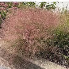 Image result for Eragrostis pallens