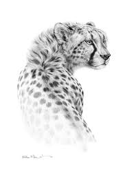 Cheetah An Art Print By Bill Melvin Big Cats Art Cheetah Tattoo Cheetah Drawing