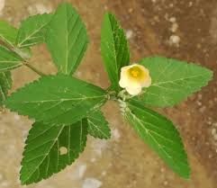 Image result for Sida chrysantha