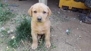 Our puppies have nice blocky heads and thick otter tails. 11 Labrador Retriever Puppies Yellow And Black For Sale In Colorado Springs Colorado Classified Americanlisted Com