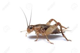 Reflecting each client's style and personality into their space is my ulitmate goal. Brown Cricket Isolated On White Stock Photo Picture And Royalty Free Image Image 3524774