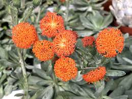 Image result for Kleinia fulgens