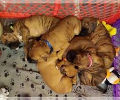 Puppyfinder.com is your source for finding an ideal puppy for sale near denver, colorado, usa area. View Ad Boxer Litter Of Puppies For Sale Near Colorado Denver Usa Adn 217930