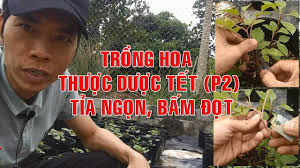 Growing Peony flowers in time for Tet (part 2) Pruning and pinching the top  of the plant