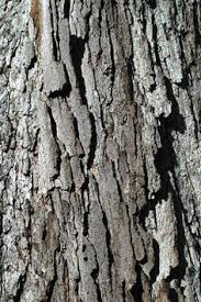You should not drive your chisel please advise….i grew that tree from a little seed that landed in our garden. 22 Tree Bark Identification Ideas Tree Tree Identification Tree Bark