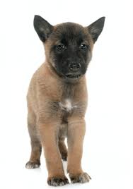 Belgian Malinois Puppies For Sale California Breeders Malinois Puppies Belgian Malinois Puppies Malinois Puppies For Sale