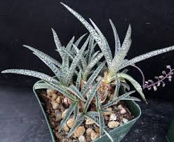Image result for Ledebouria Unidentified sp. no6.