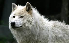 Download any/all unsplash images for free. White Wolf Wallpaper Animals Wallpaper Better