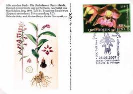 Image result for Habenaria uncicalcar