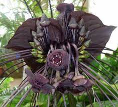 Pin On Garden Plants