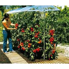 Culture De Tomates En Pot Et Toit En Alluminium Pour Effet Serre