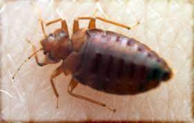 Main street ste 195 richmond, indiana 47374. Bedbugs Exterminator Richmond All Pest Exterminator Richmond