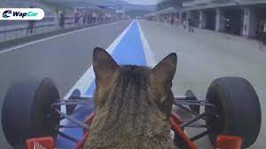 Check spelling or type a new query. Cute Cat In A Car Fur Nando Kotetu S F1 Debut Wapcar