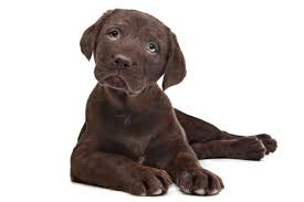 Breeders of high quality akc labrador retriever puppies (lab pups) in white, ivory, yellow, red, chocolate & black. Chocolate Lab Puppy Names Lovetoknow