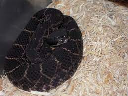 Melanistic All Black Western Diamond Back Rattlesnake Melanistic Melanistic Animals Melanism