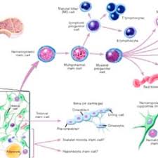 Animal cell biotechnology methods and protocols pdf. Pdf Animal Biotechnology