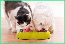 9 Jenis Anjing Yang Bisa Akur Dan Berteman Dengan Kucing Cats Dogs Animal Nutrition