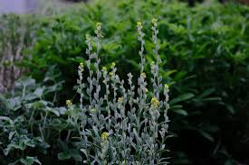 Image result for Cyphia erecta