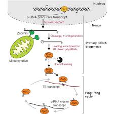 Informationen des agenturbezirks pirna mit den geschäftsstellen dippoldiswalde, freital und sebnitz. Rna Biogenesis Two Pathways Primary Pirna Biogenesis And The Download Scientific Diagram
