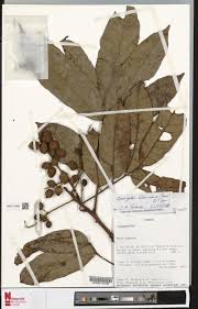 Image result for Orthopichonia schweinfurthii