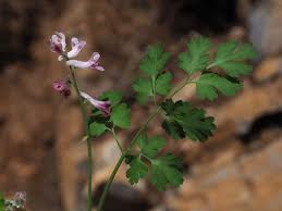 Image result for Corydalis mildbraedii