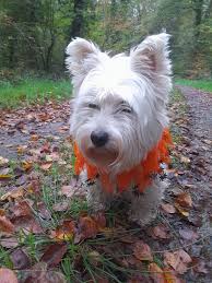 Alice is ready for Halloween 🦇 🎃